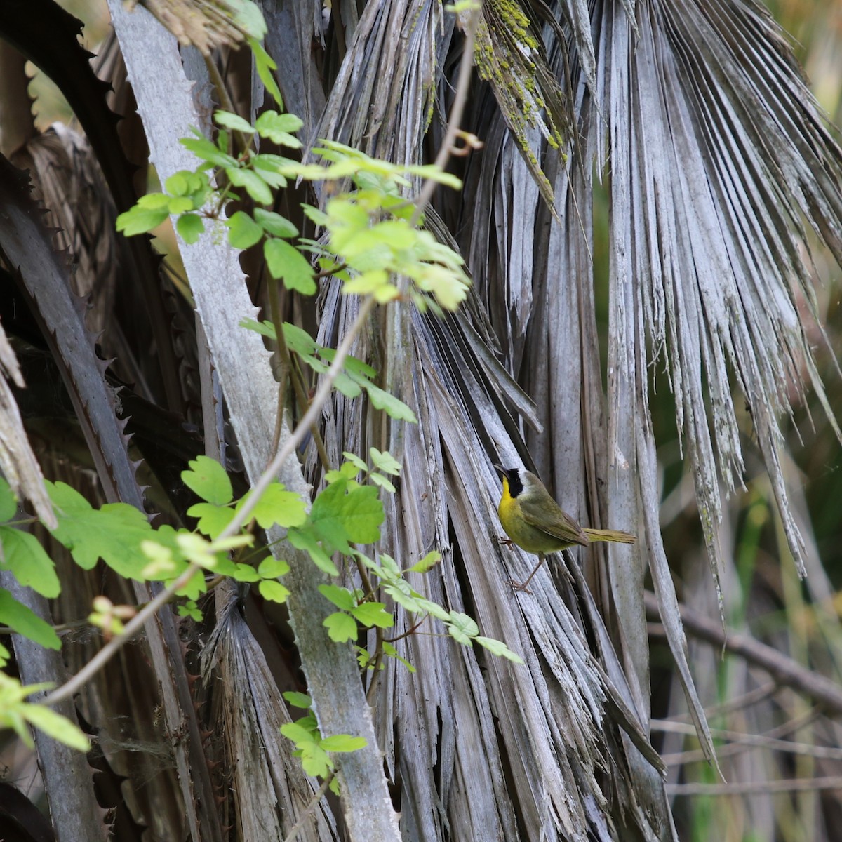 Common Yellowthroat - Lori Large