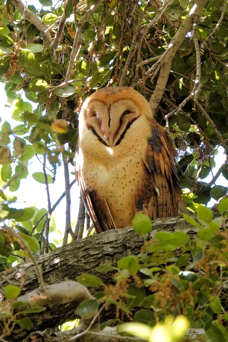 Barn Owl - Sue Foster