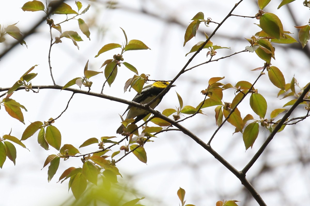 Black-throated Green Warbler - Kyle Gage