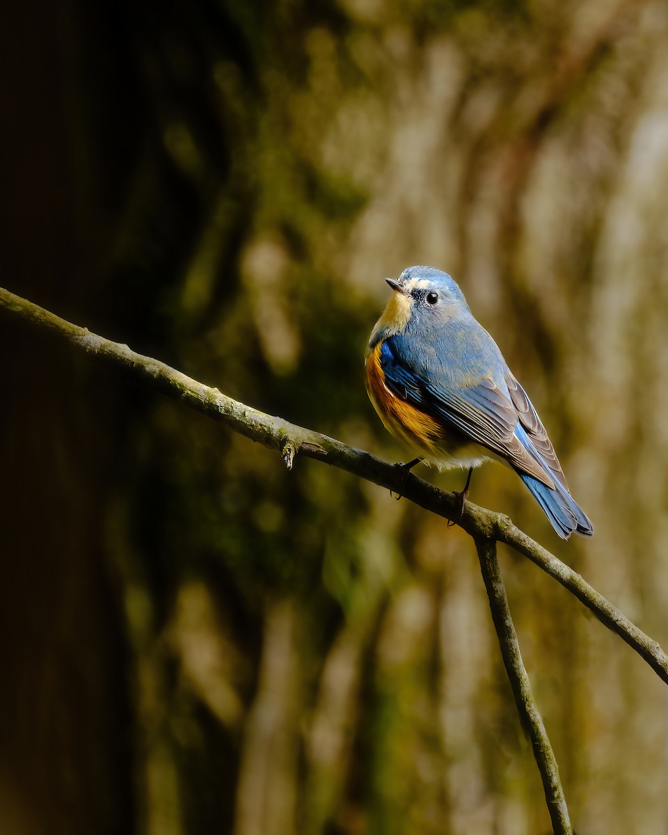 Red-flanked Bluetail - ML618177760