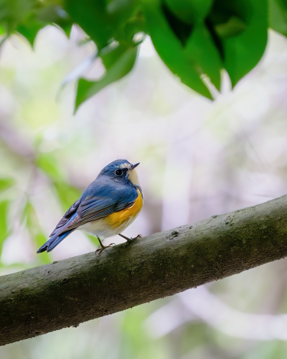 Red-flanked Bluetail - Gregory Tortissier