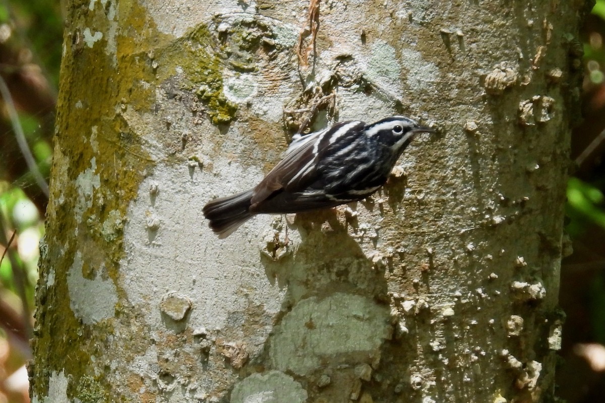 Black-and-white Warbler - ML618177765