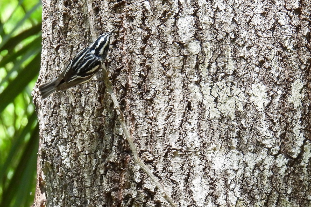 Black-and-white Warbler - ML618177766