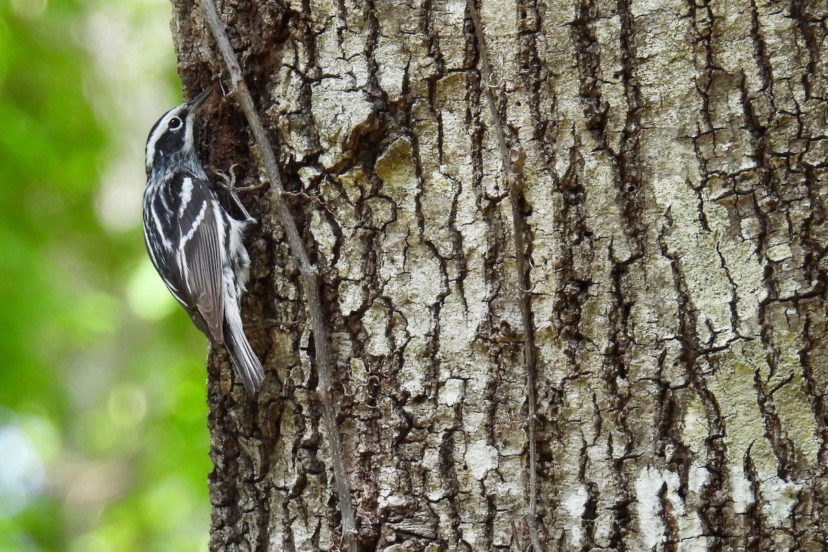 Black-and-white Warbler - ML618177767