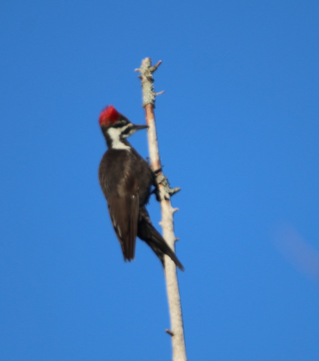 Pileated Woodpecker - ML618177778