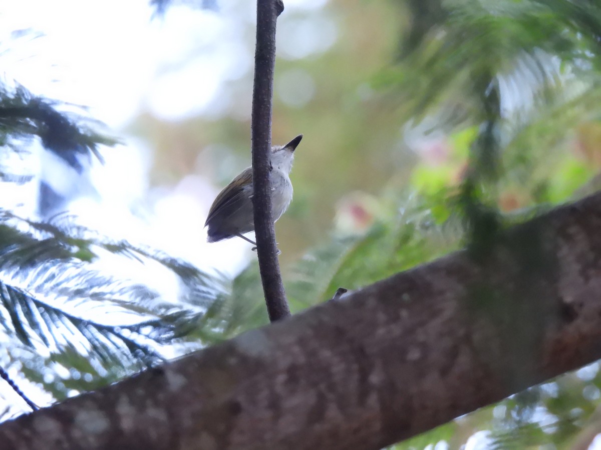 Smoky-fronted Tody-Flycatcher - ML618177862