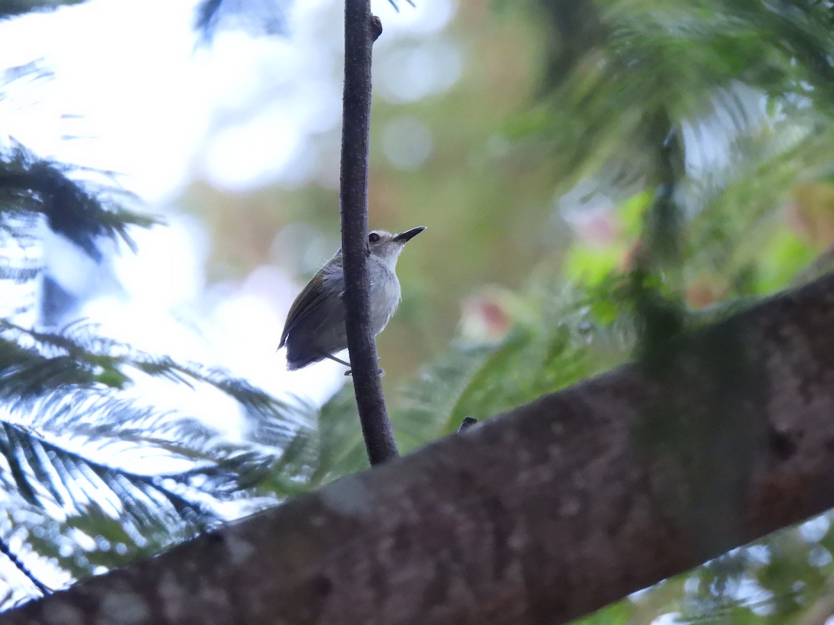 Smoky-fronted Tody-Flycatcher - ML618177863