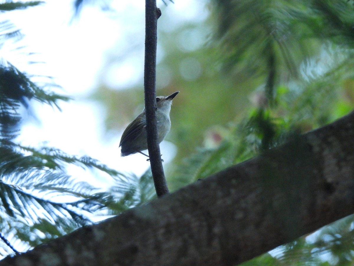 Smoky-fronted Tody-Flycatcher - ML618177865