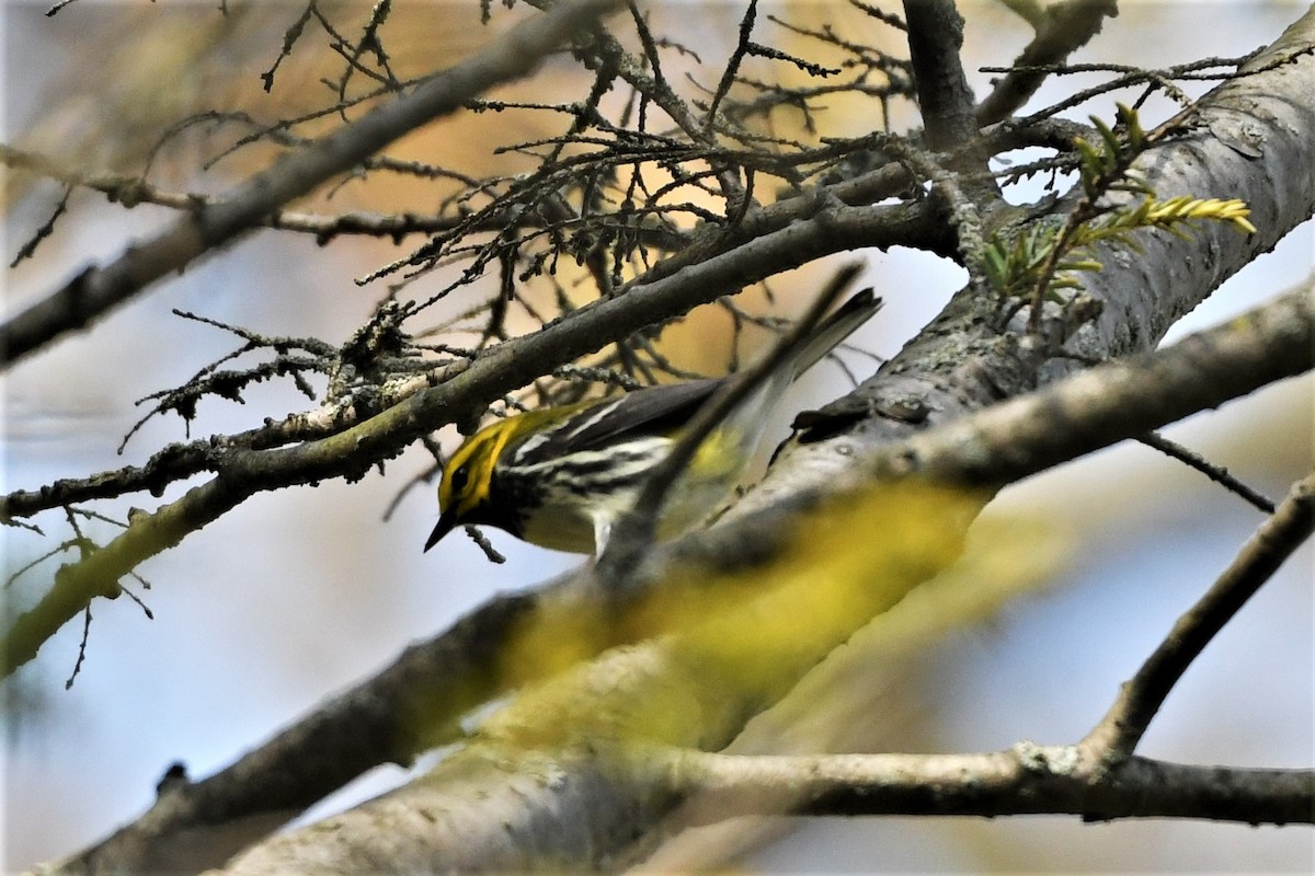 Black-throated Green Warbler - Mark Miller