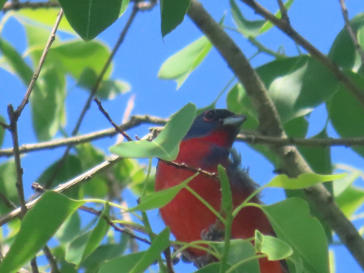 Painted Bunting - ML618177910