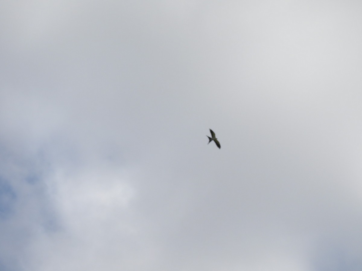 Swallow-tailed Kite - ML618177948