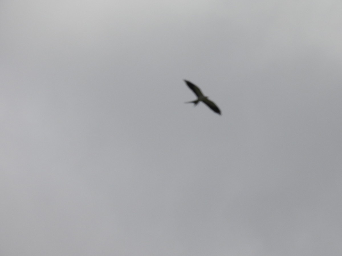 Swallow-tailed Kite - ML618177949