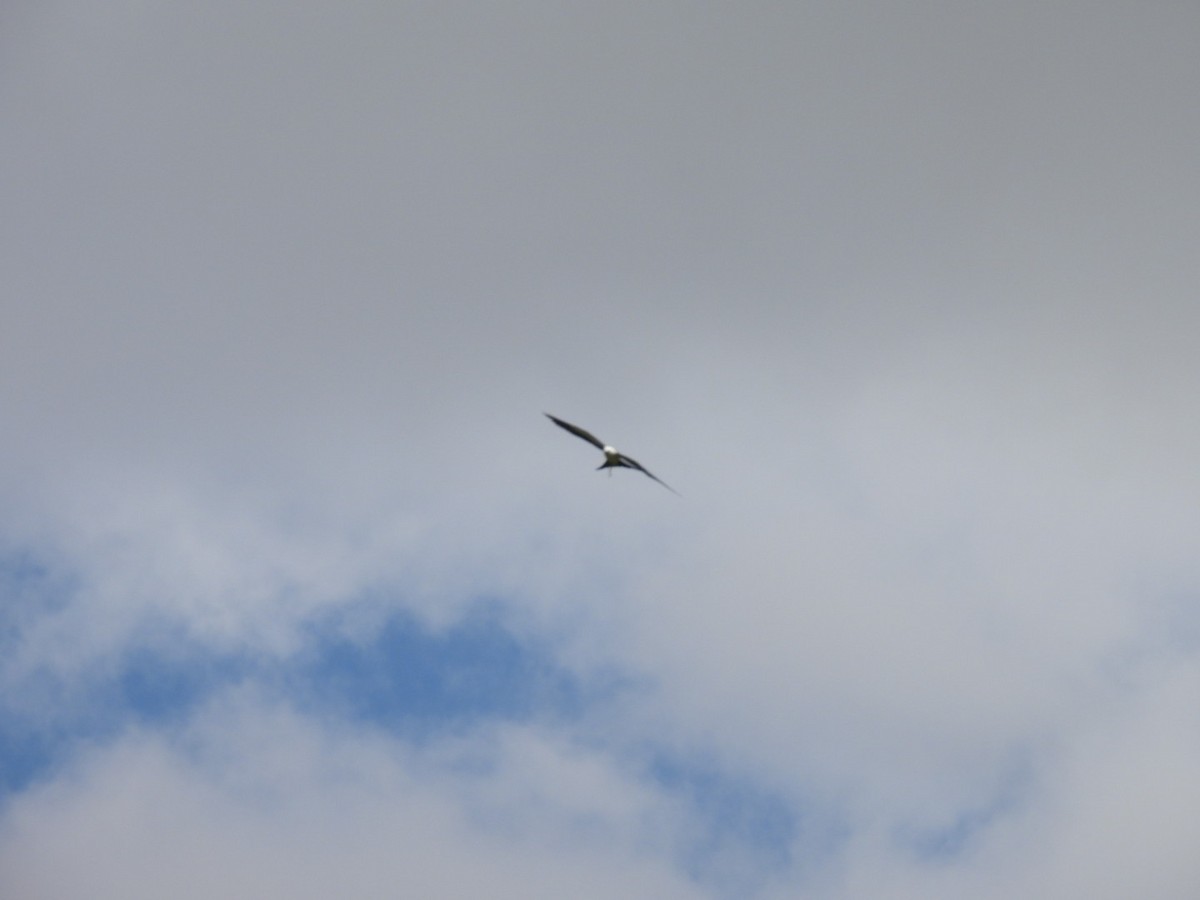 Swallow-tailed Kite - ML618177950