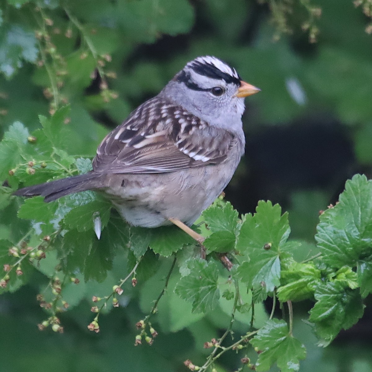 White-crowned Sparrow - ML618177983
