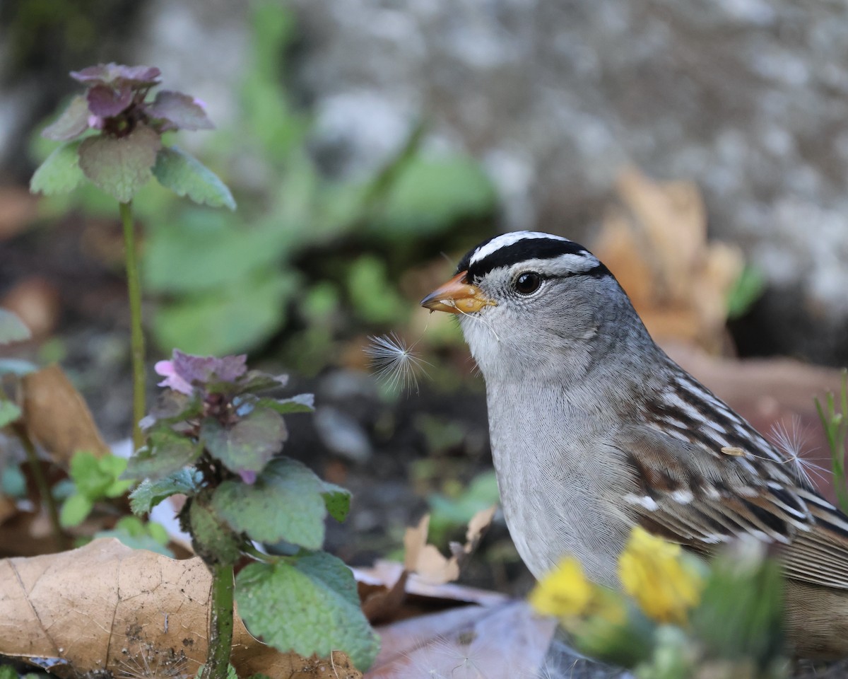 White-crowned Sparrow - ML618178023