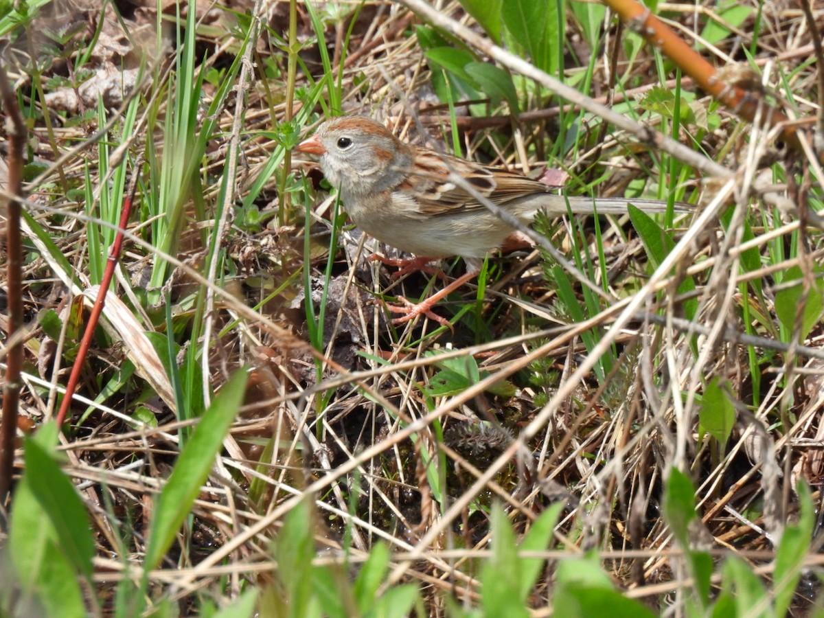 Field Sparrow - william gray
