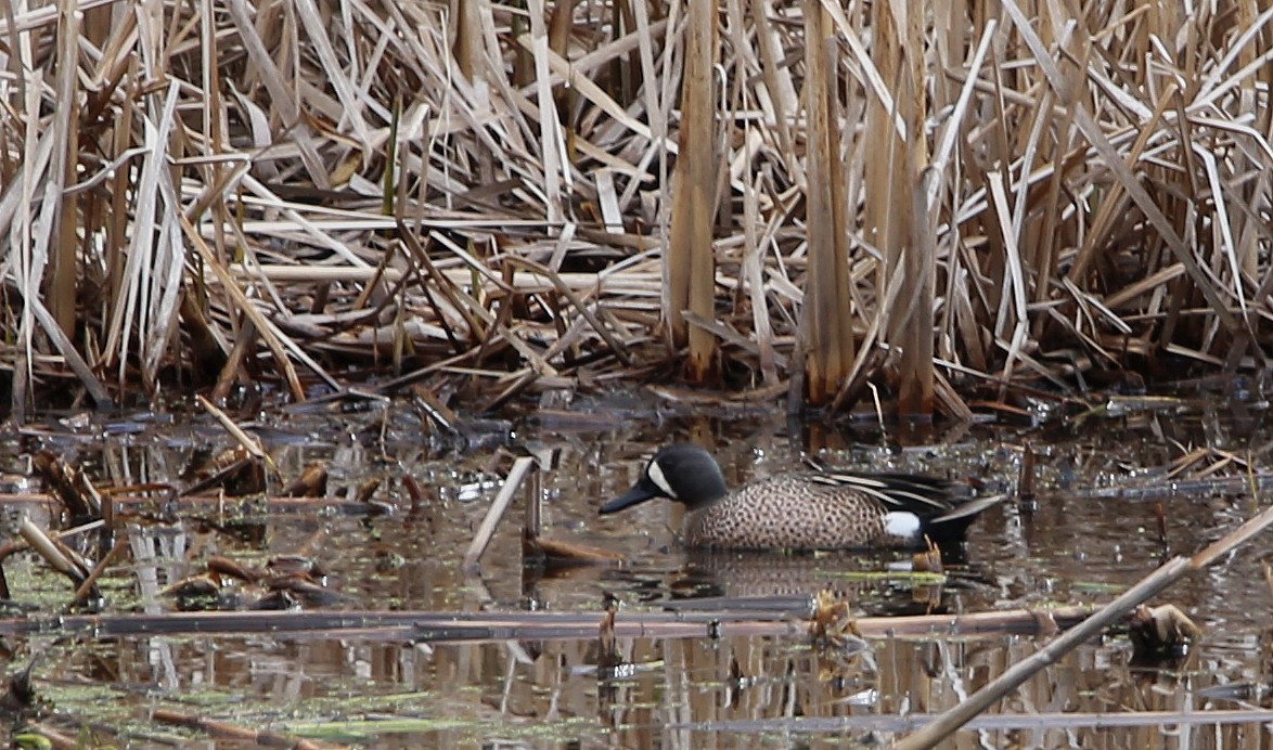 Blue-winged Teal - ML618178078