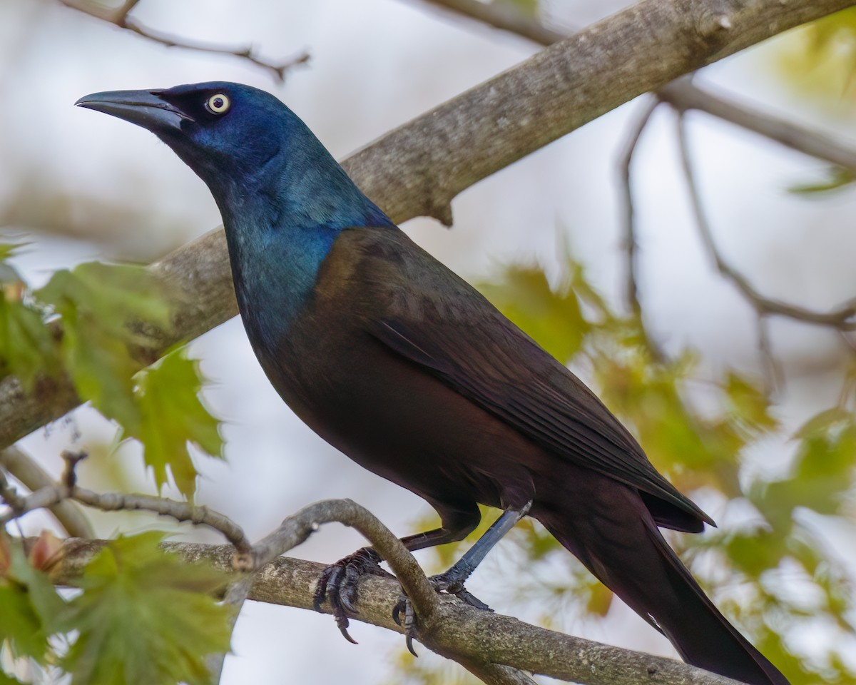 Common Grackle - Kelly White