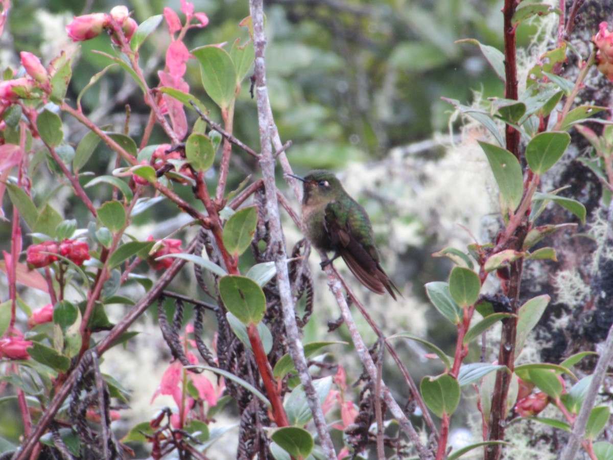 kolibřík dřišťálový - ML618178174