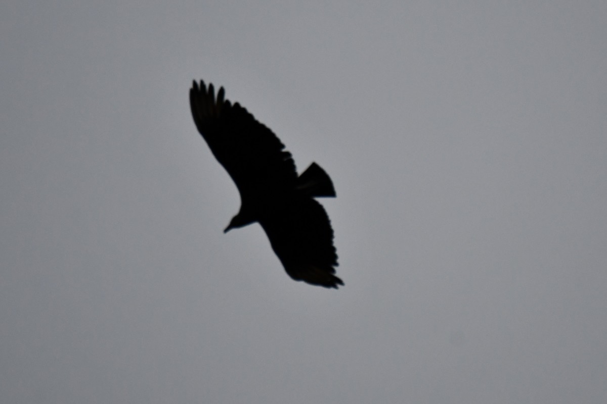 Black Vulture - Carmen Ricer