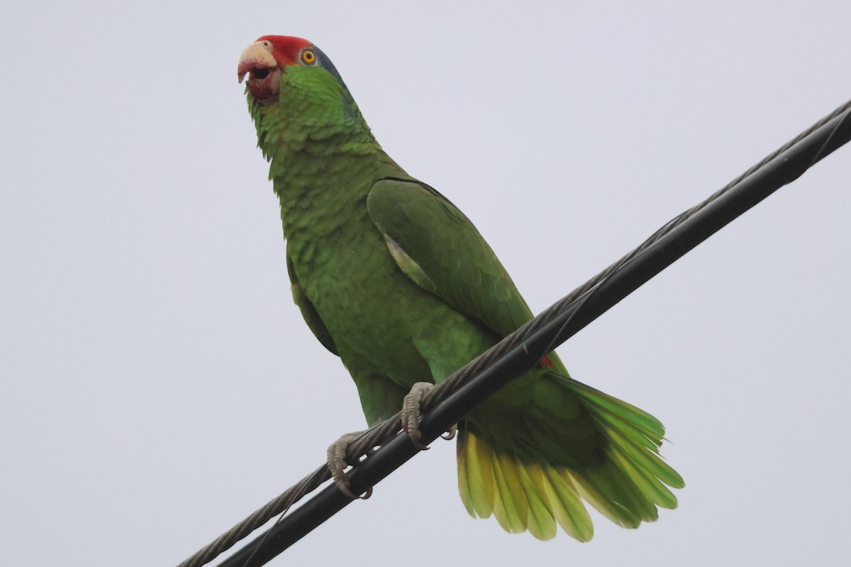 Red-crowned Parrot - Tony Shrimpton