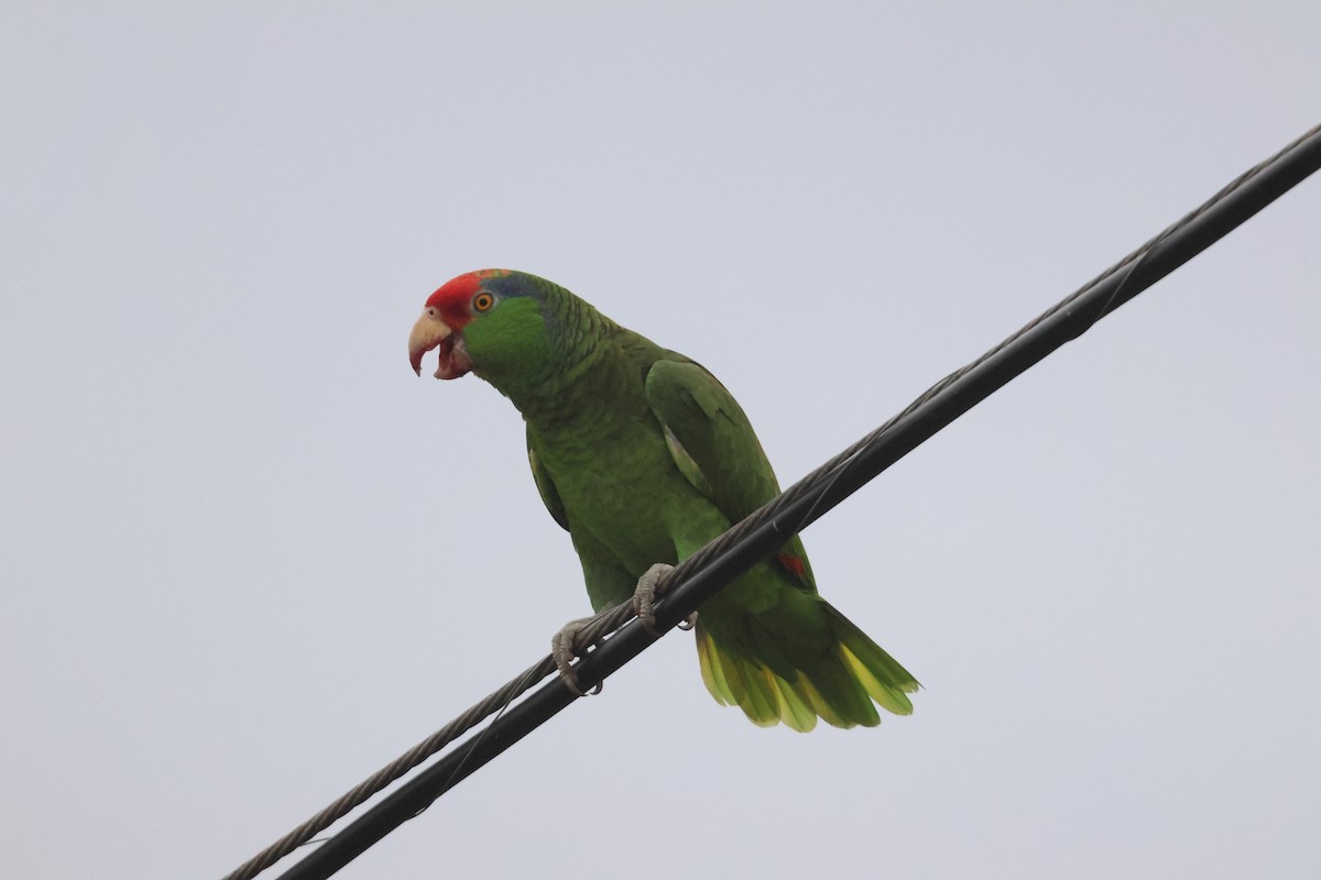 Red-crowned Parrot - ML618178223