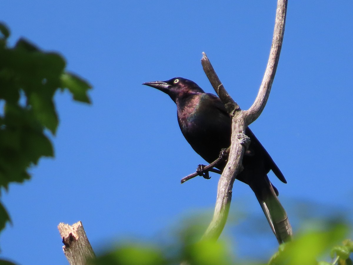 Common Grackle - Michelle Browning