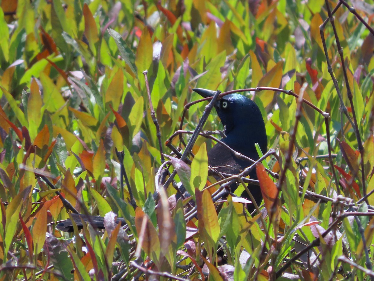 Common Grackle - Michelle Browning