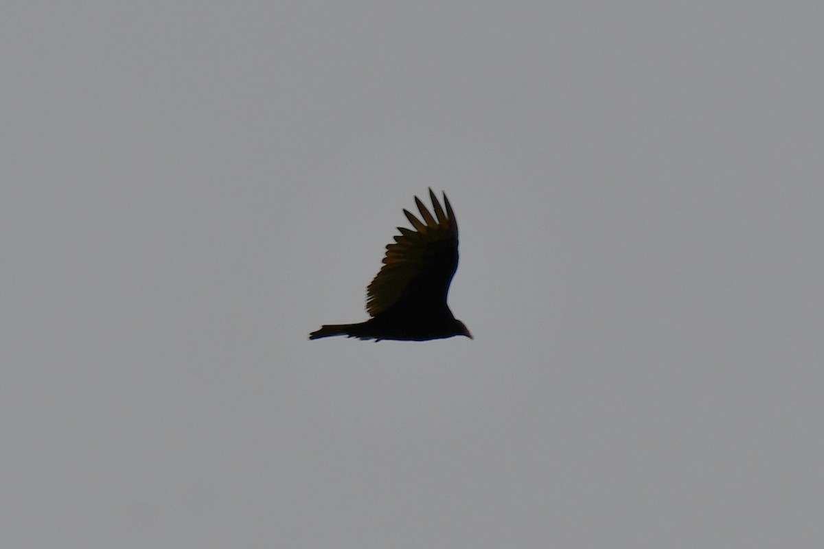 Turkey Vulture - ML618178268