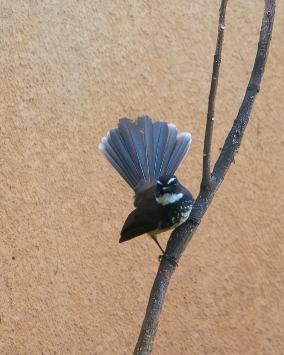 Spot-breasted Fantail - ML618178311