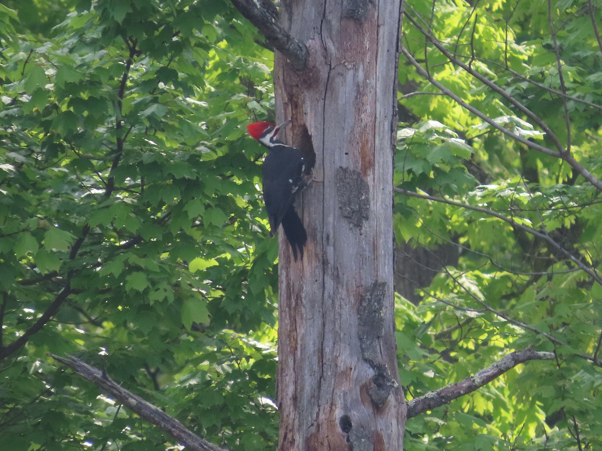 Pileated Woodpecker - Michelle Browning