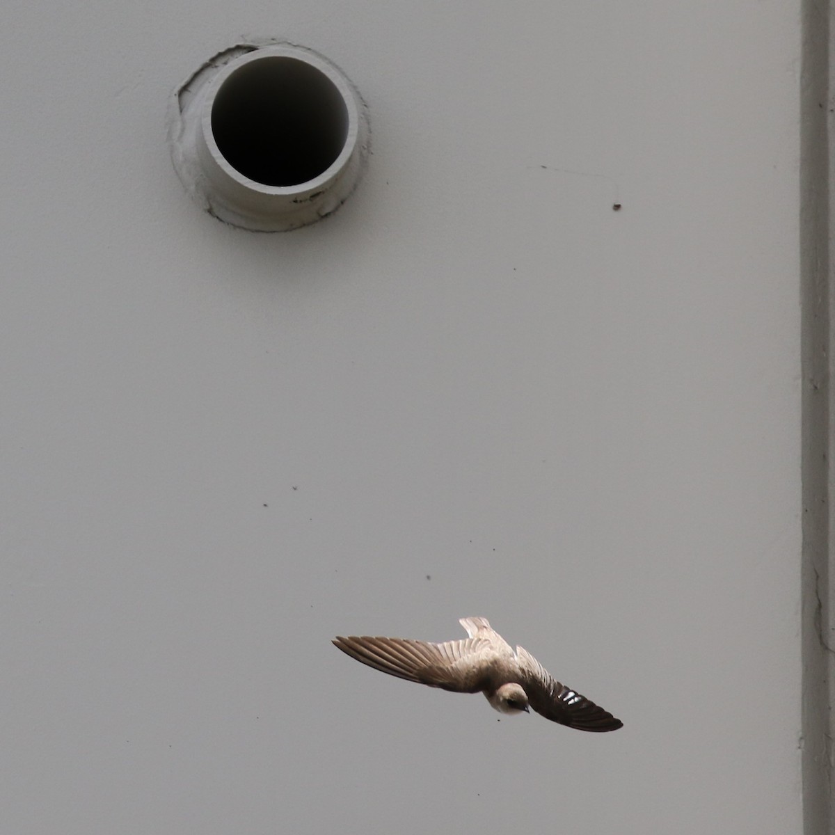 Northern Rough-winged Swallow - Lori Large