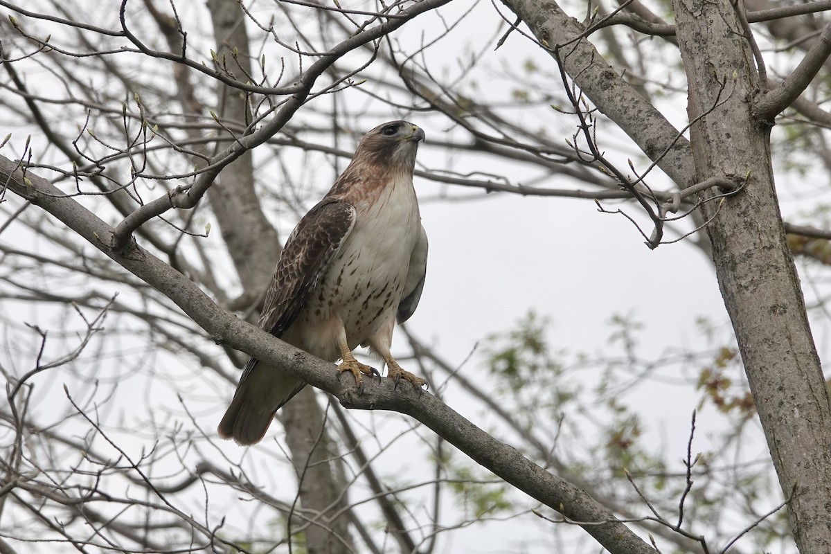 Red-tailed Hawk - ML618178377