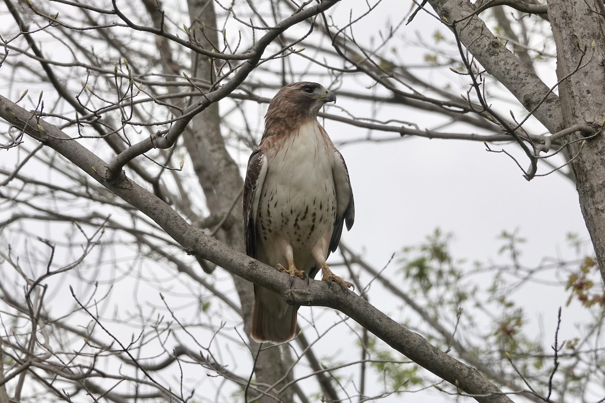 Red-tailed Hawk - ML618178378