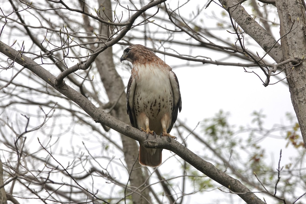 Red-tailed Hawk - ML618178379