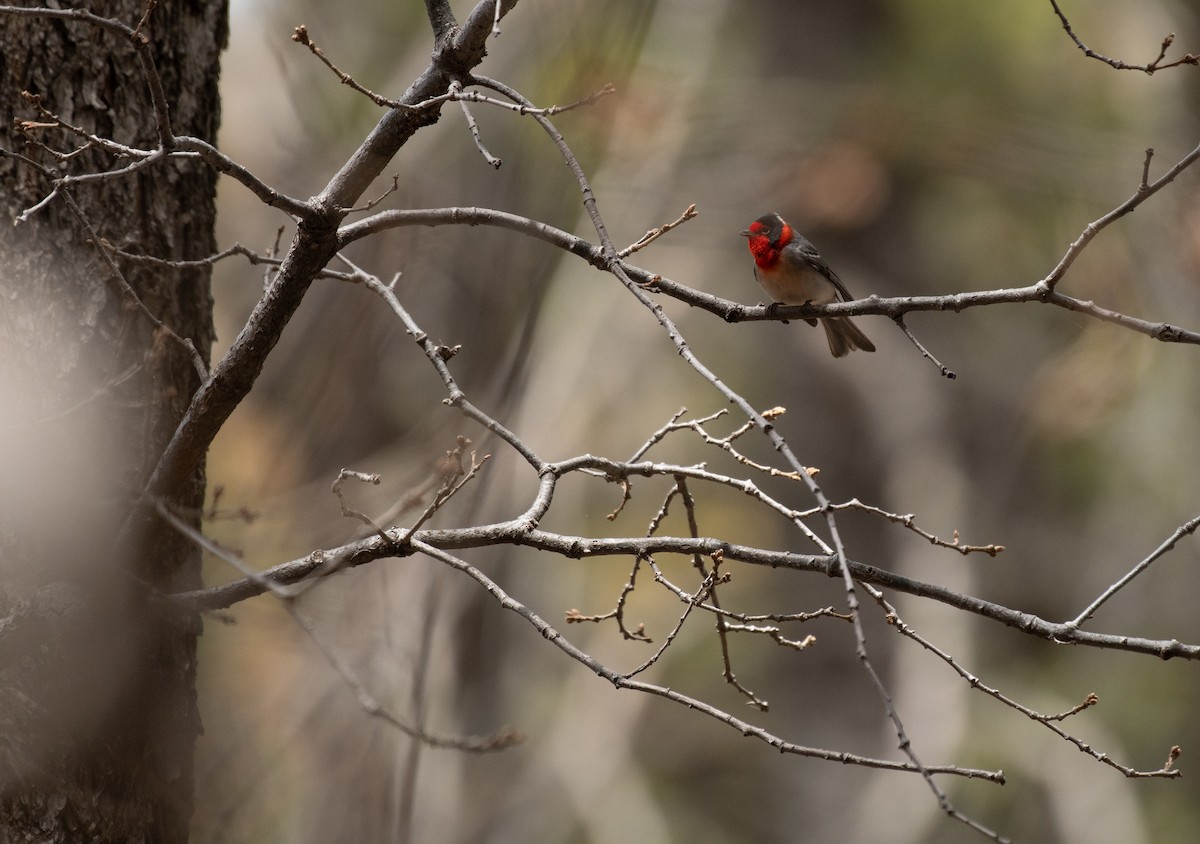 Red-faced Warbler - ML618178413