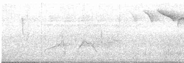White-eyed Vireo - ML618178464