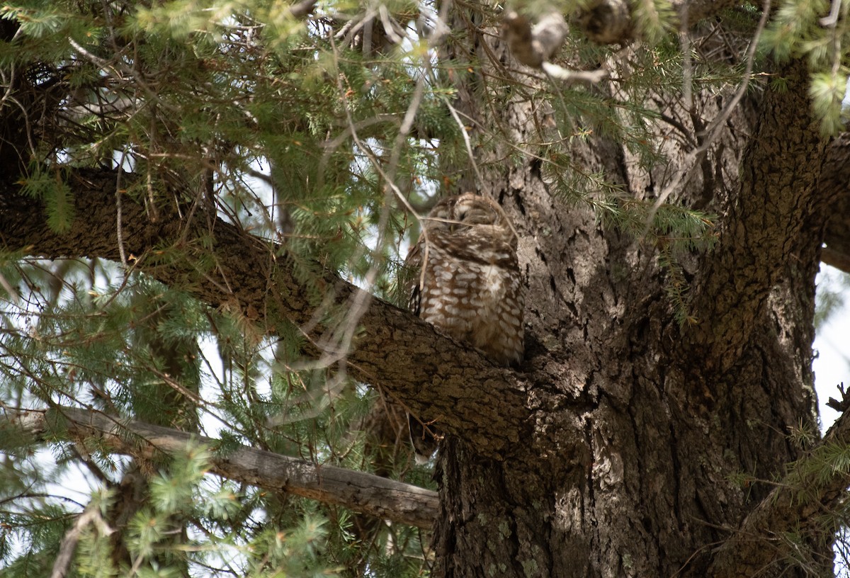 Spotted Owl (Mexican) - ML618178486