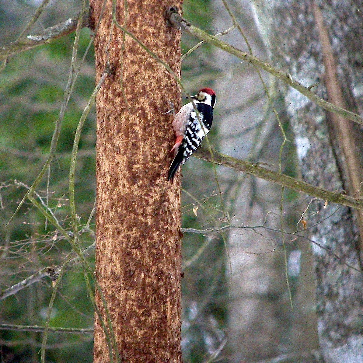 White-backed Woodpecker - ML618178532
