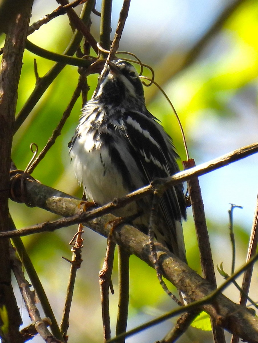 Black-and-white Warbler - ML618178542