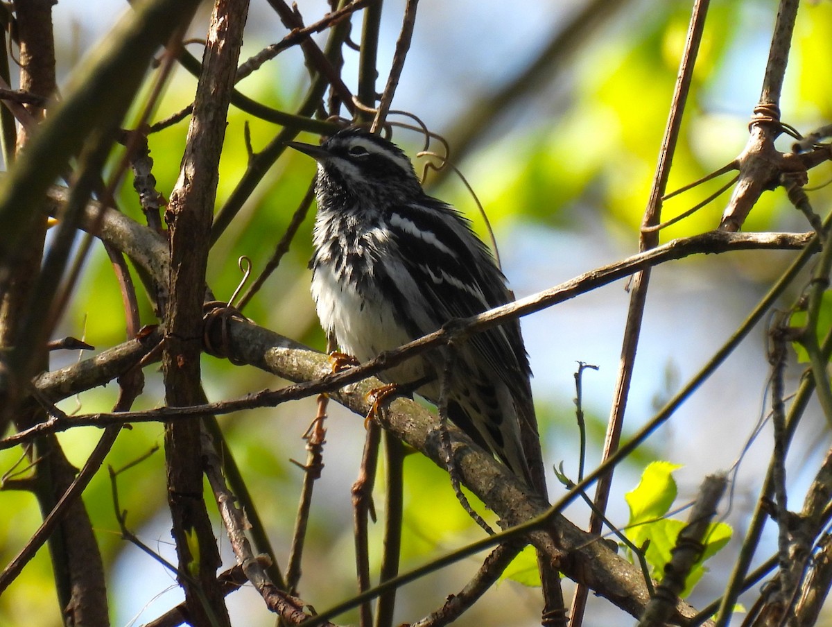 Black-and-white Warbler - ML618178543