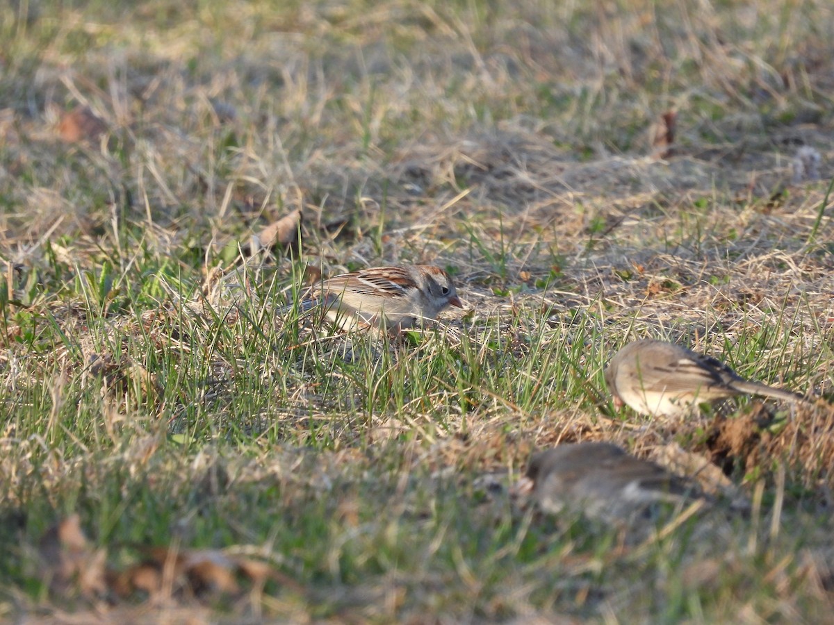 Field Sparrow - ML618178699