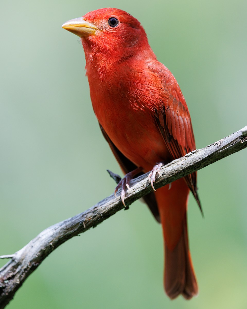Summer Tanager - Tommy Quarles