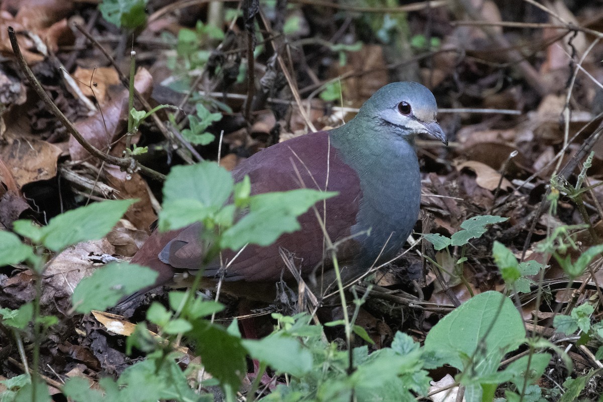 Buff-fronted Quail-Dove - ML618178831