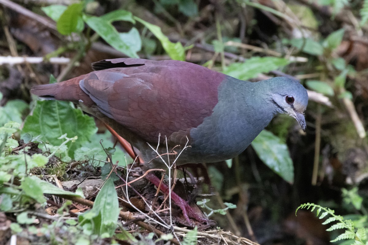 Buff-fronted Quail-Dove - ML618178832