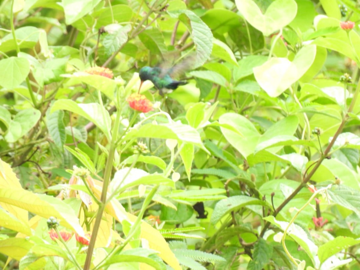 Mavi Gıdılı Kolibri - ML618178835