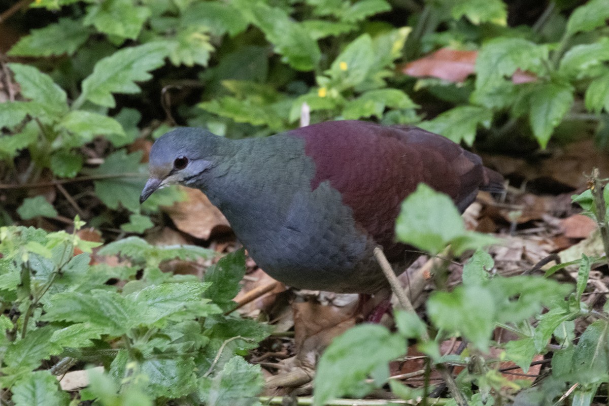 Buff-fronted Quail-Dove - ML618178837