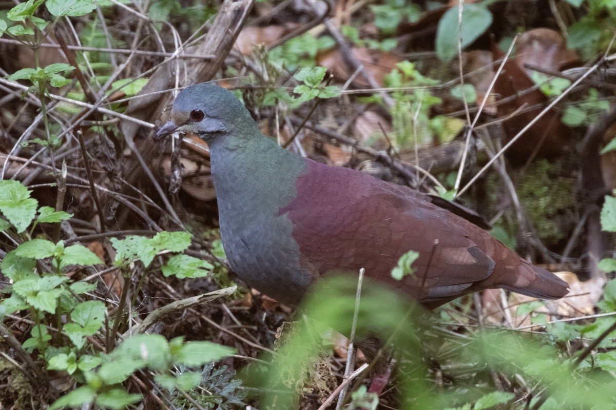 Buff-fronted Quail-Dove - ML618178845