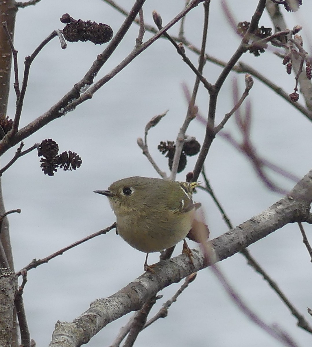 Ruby-crowned Kinglet - claudine lafrance cohl