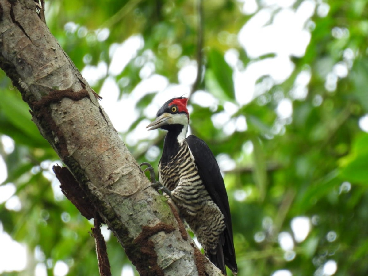 Crimson-crested Woodpecker - ML618178882